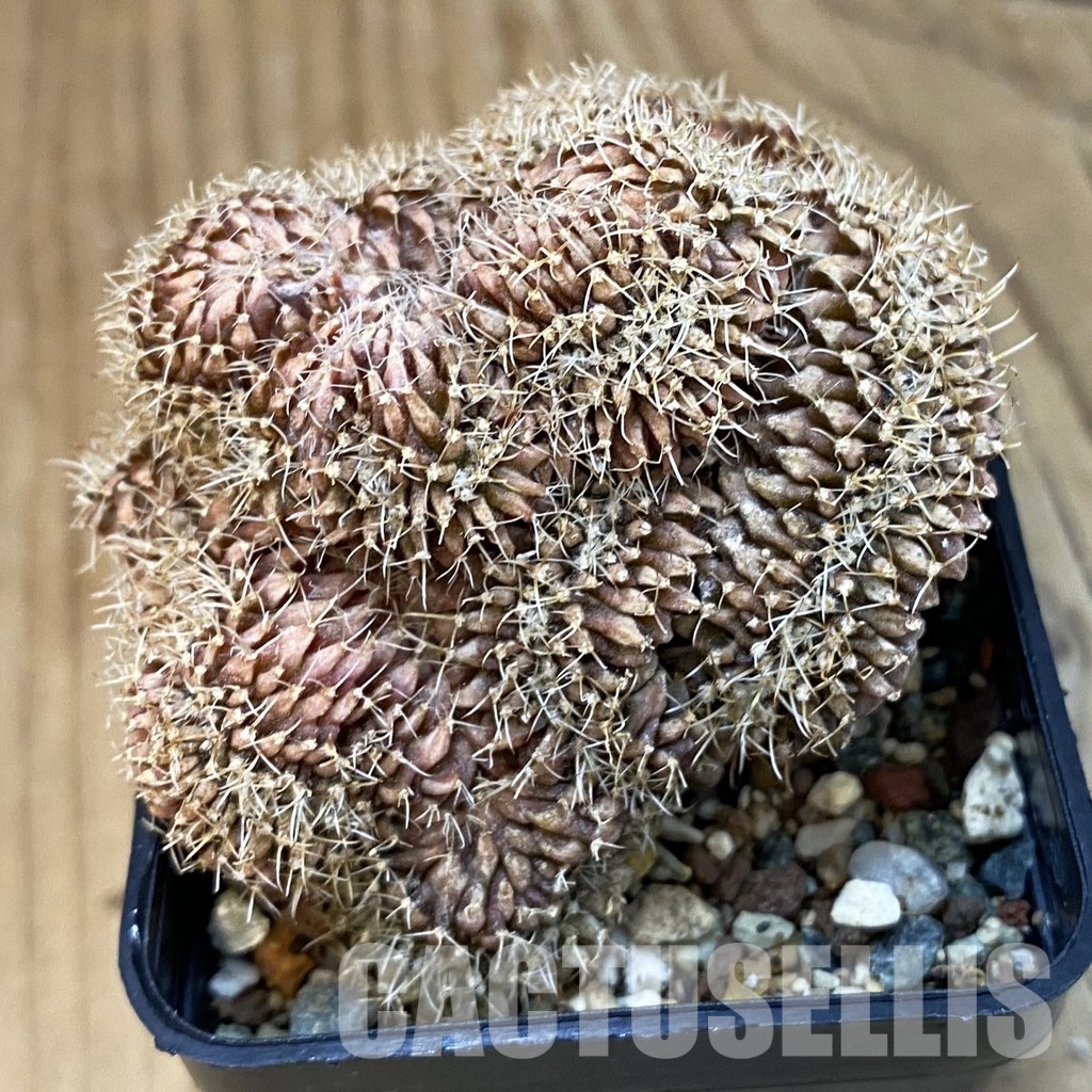 SH25202 Gymnocalycium mihanovichii f. cristata
