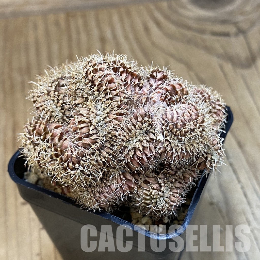 SH25202 Gymnocalycium mihanovichii f. cristata - Image 2