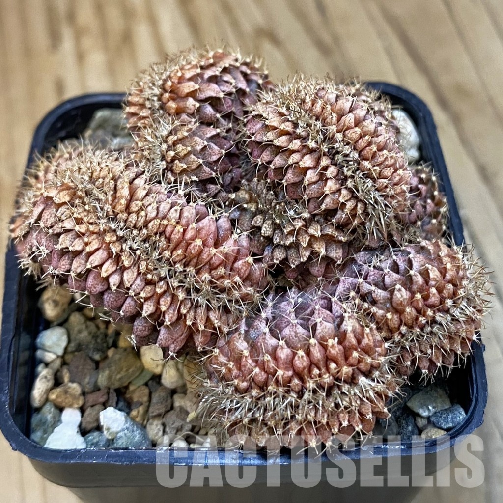SH25346 Gymnocalycium mihanovichii f. cristata