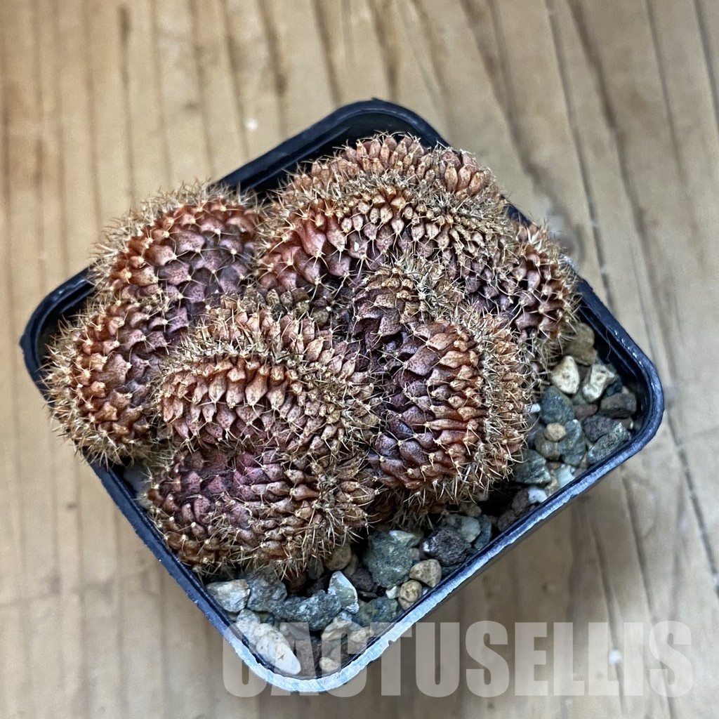 SH25346 Gymnocalycium mihanovichii f. cristata - Image 2