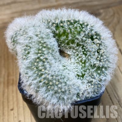 SH19949 Mammillaria bocasana f. cristata