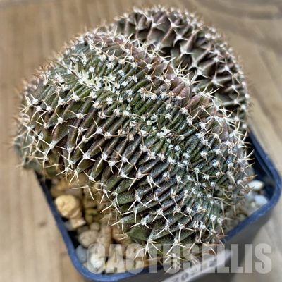 SH20982 Gymnocalycium friedrichii LB f. cristata, seedling