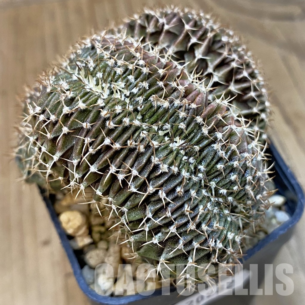 SH20982 Gymnocalycium friedrichii LB f. cristata, seedling