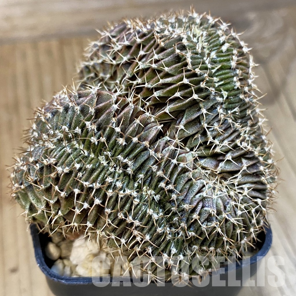 SH20982 Gymnocalycium friedrichii LB f. cristata, seedling - Image 2