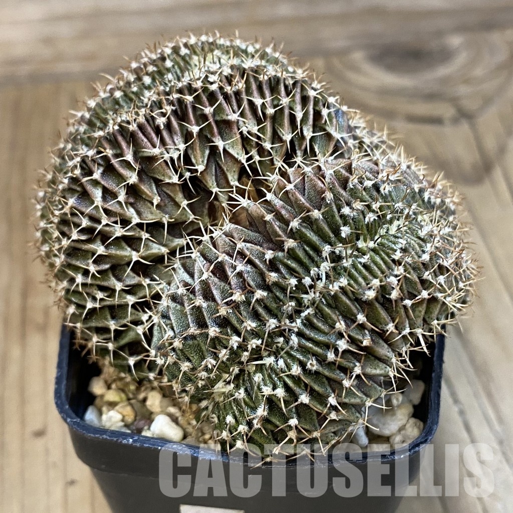 SH20982 Gymnocalycium friedrichii LB f. cristata, seedling - Image 3