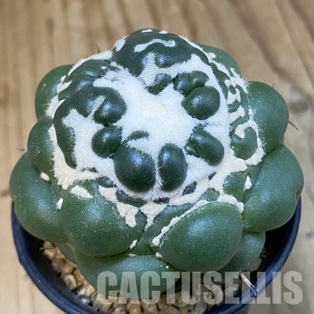 SH29350 Coryphantha elephantidens ‘inermis’ f. monstrosa