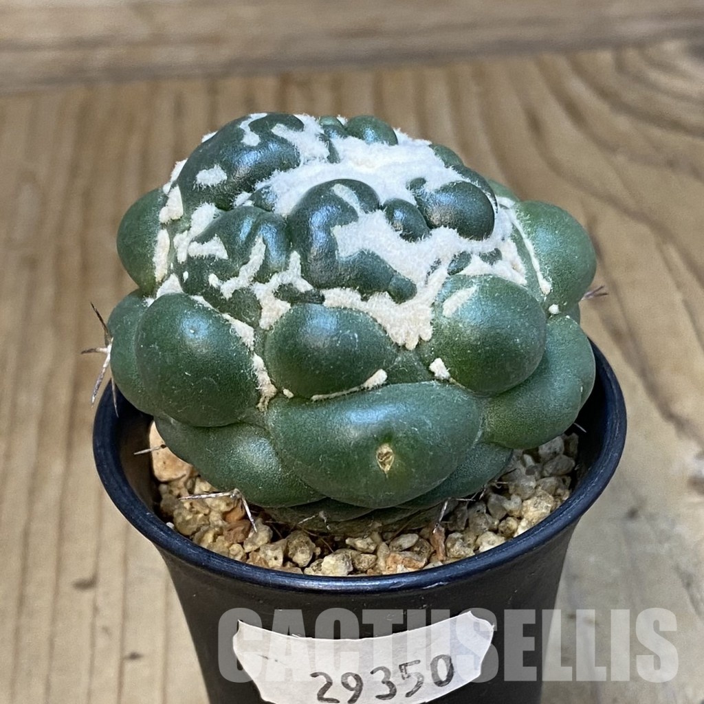 SH29350 Coryphantha elephantidens ‘inermis’ f. monstrosa - Image 2