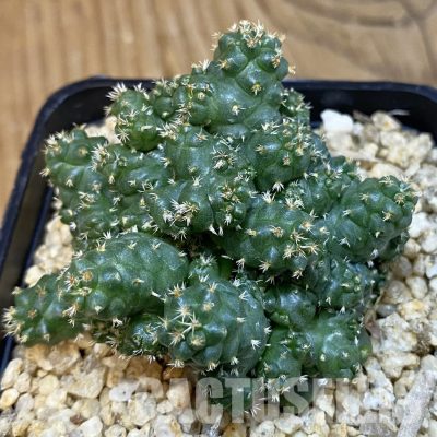 SH29428 Coryphantha bumamma f. monstrosa