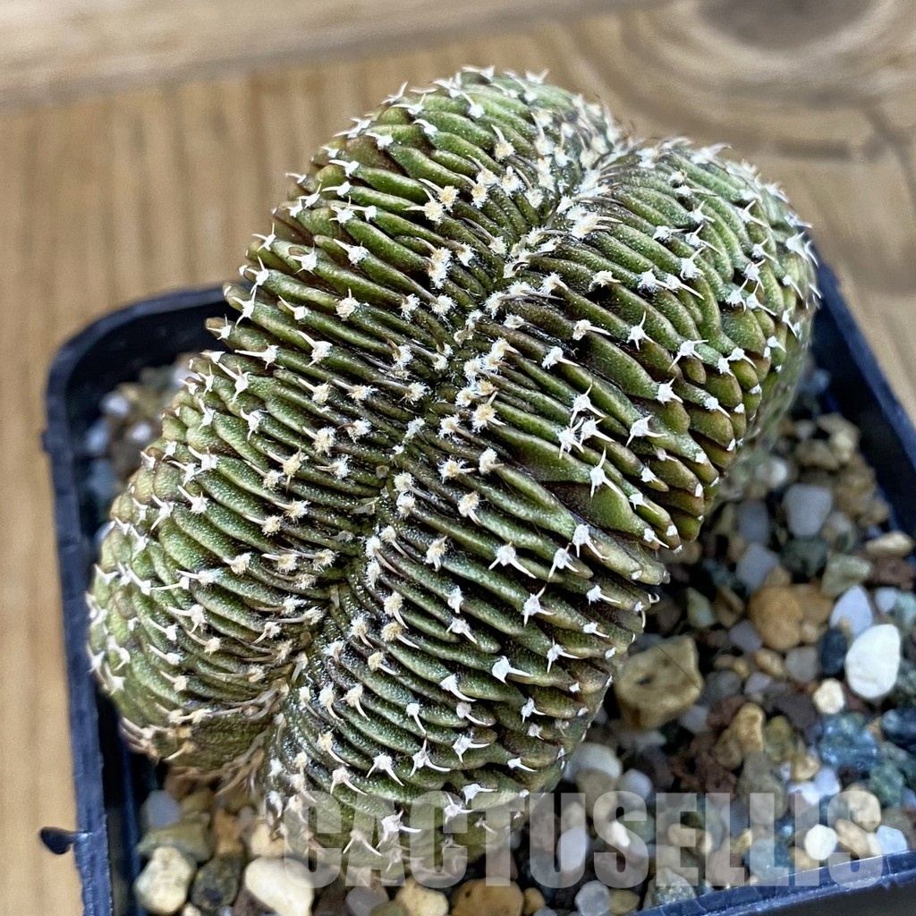 SH23273 Gymnocalycium friedrichii LB f. cristata