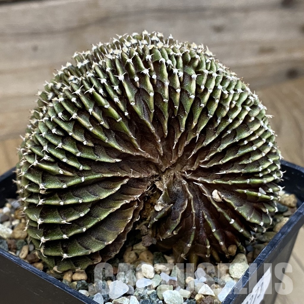SH23273 Gymnocalycium friedrichii LB f. cristata - Image 2
