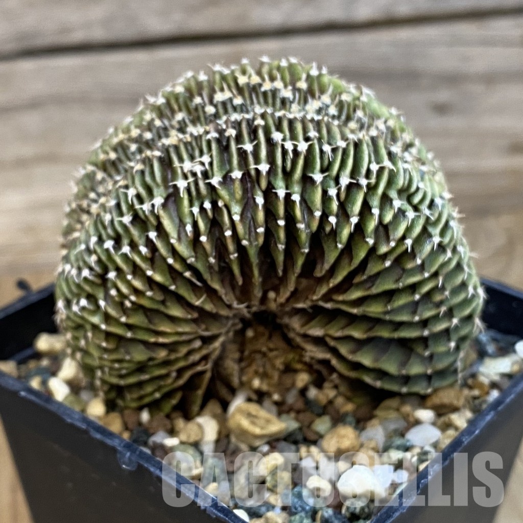 SH23273 Gymnocalycium friedrichii LB f. cristata - Image 3