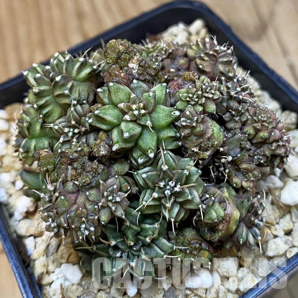 SH29425 Gymnocalycium mihanovichii 'Green Crocodile'