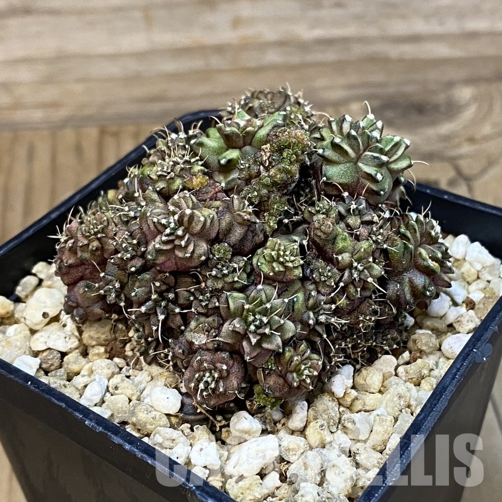 SH29425 Gymnocalycium mihanovichii 'Green Crocodile' - Image 2