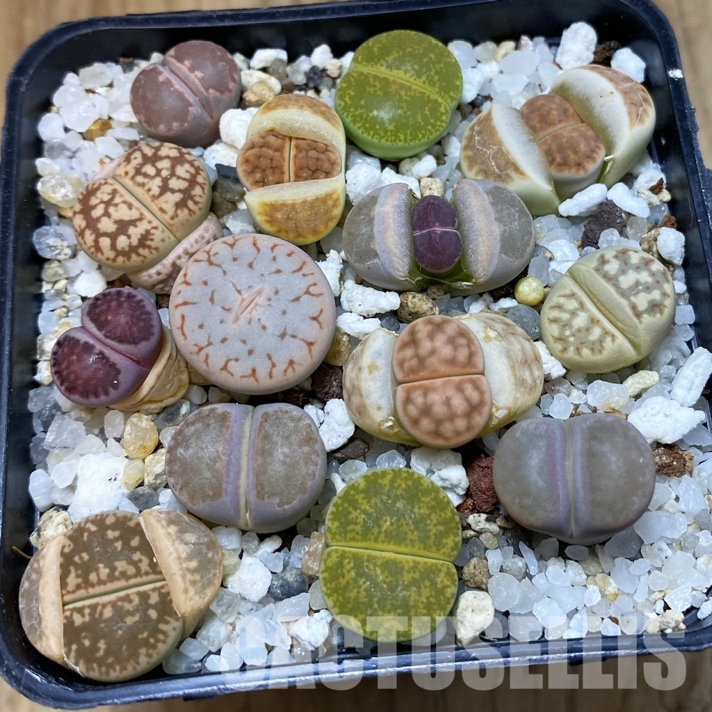 SH32844 Lithops mix