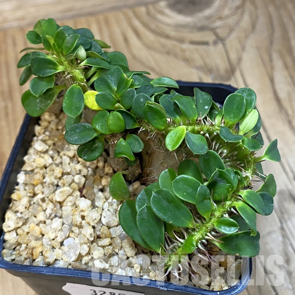 SH32850 Euphorbia milii f. cristata
