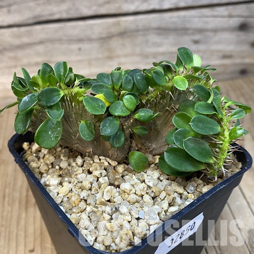 SH32850 Euphorbia milii f. cristata - Image 2