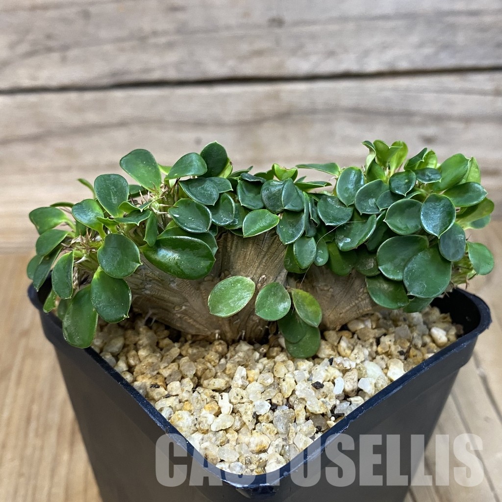 SH32850 Euphorbia milii f. cristata - Image 3