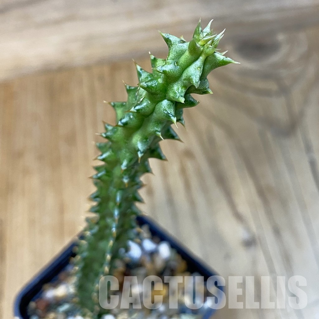 SH32852 Edithcolea grandis