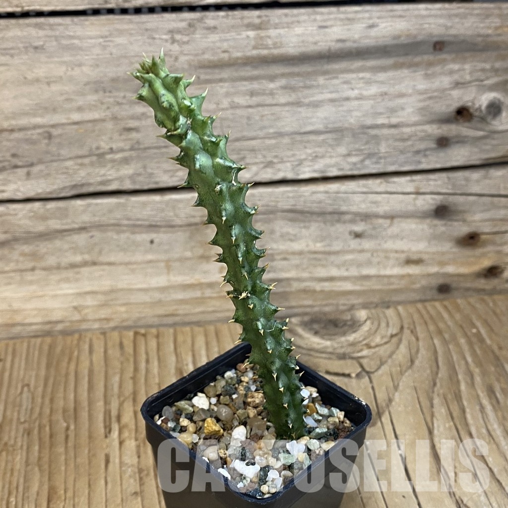 SH32852 Edithcolea grandis - Image 2