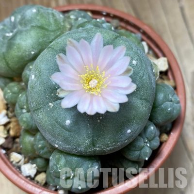 SH29811 Anhalonium v. caespitosa, 10 years old