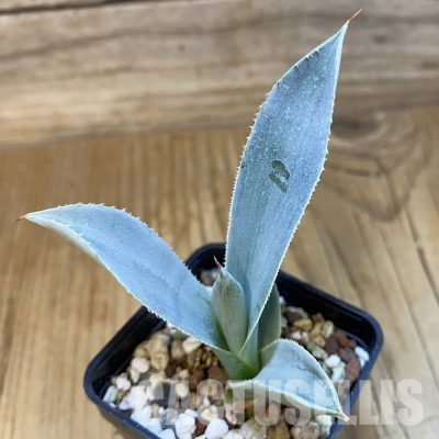 SH32857 Agave pygmaea ‘Dragon Toes’
