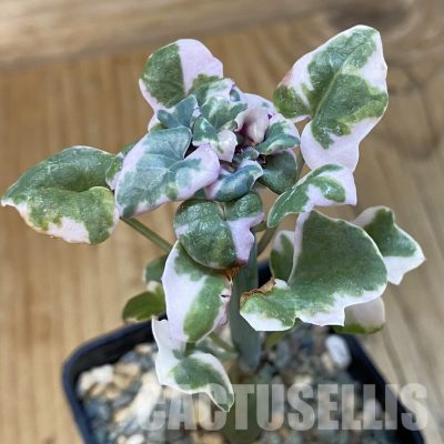 SH32861 Senecio articulatus f. variegata