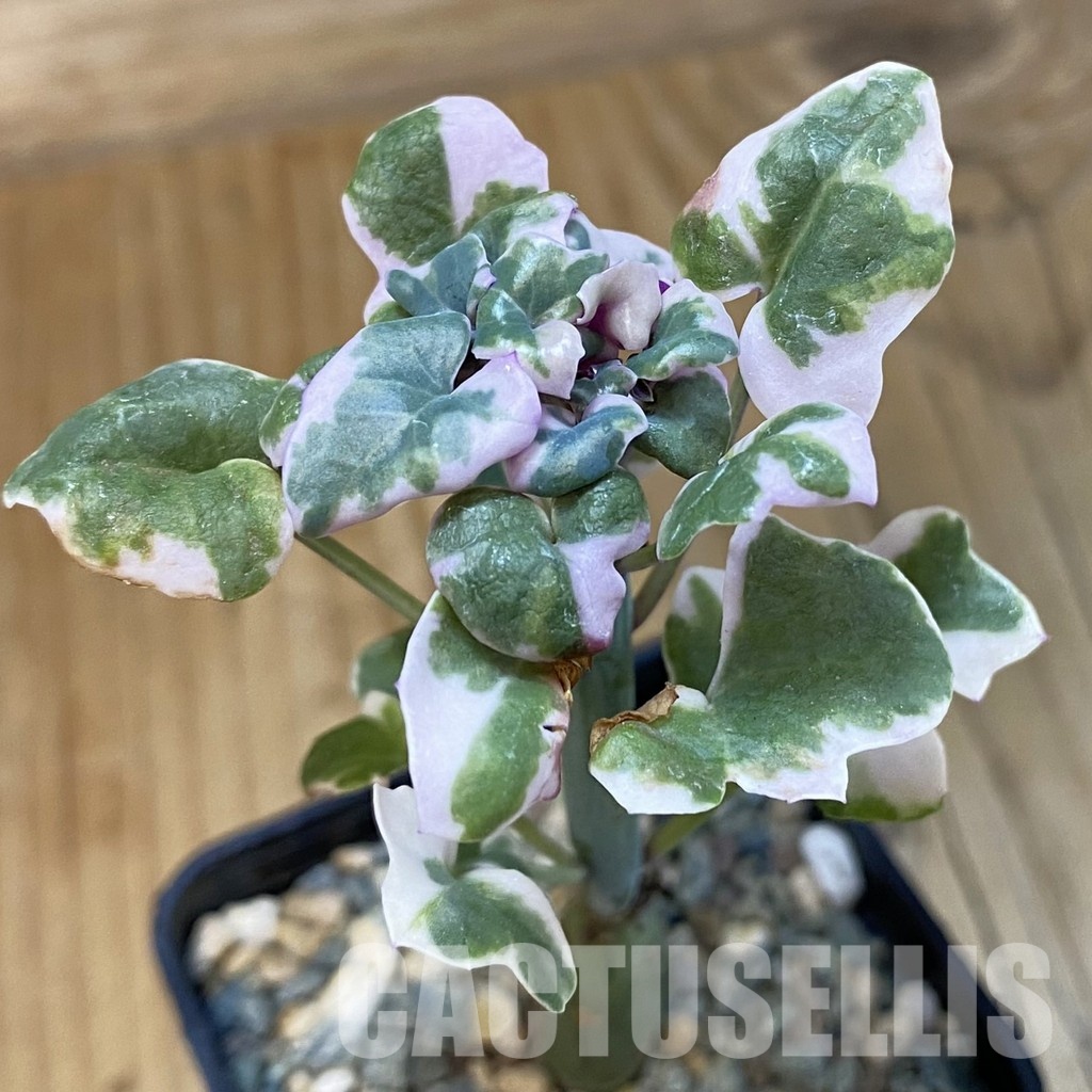 SH32861 Senecio articulatus f. variegata