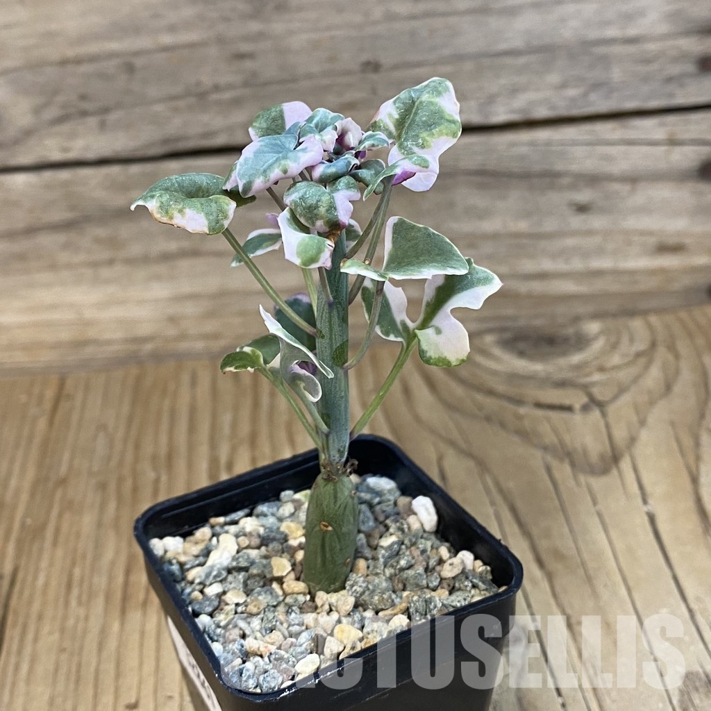 SH32861 Senecio articulatus f. variegata - Image 2