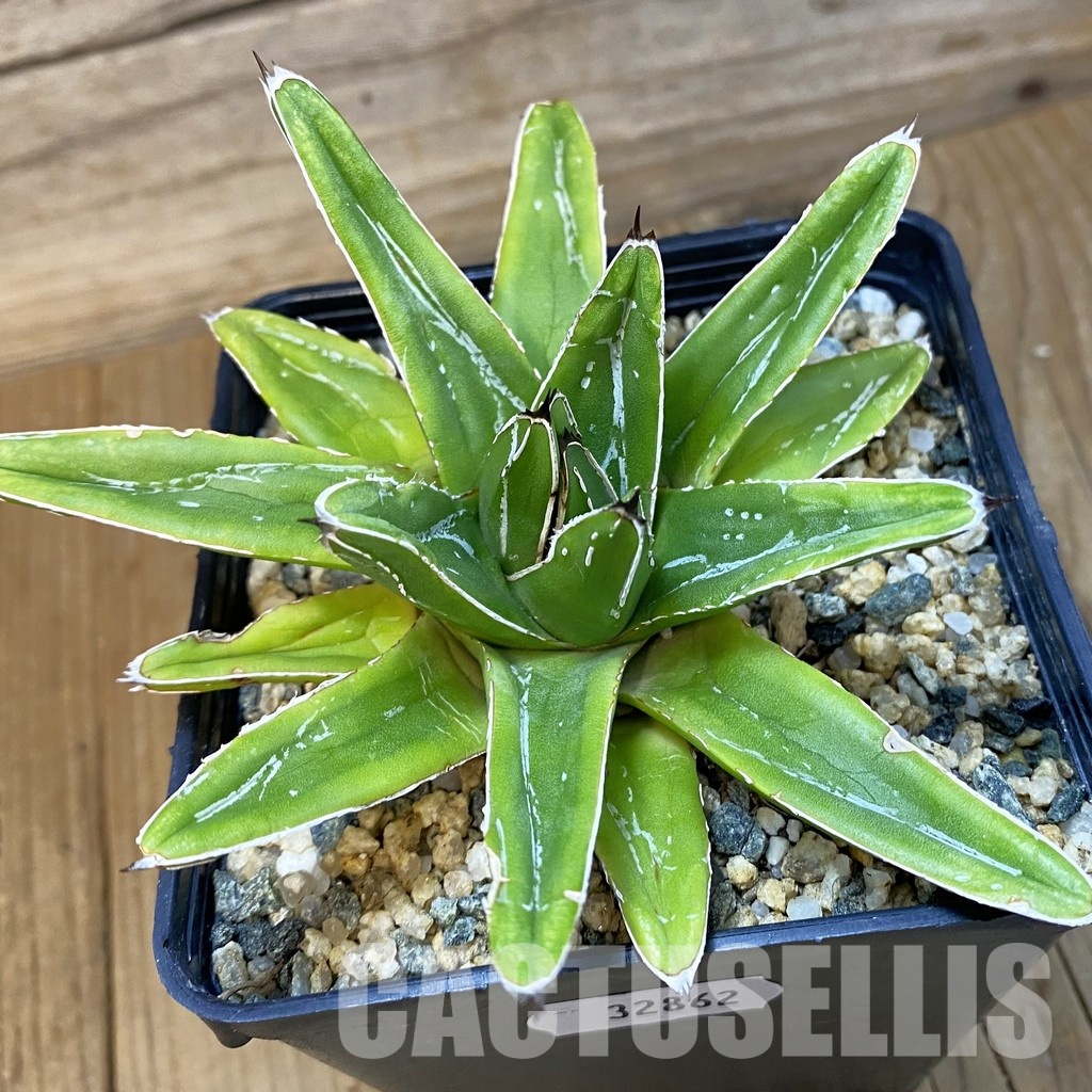 SH32862 Agave victoriae-reginae ‘Compacta’