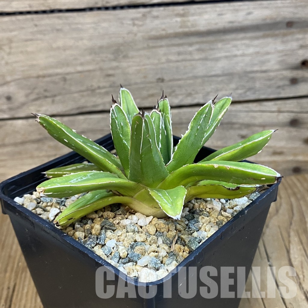 SH32862 Agave victoriae-reginae ‘Compacta’ - Image 2