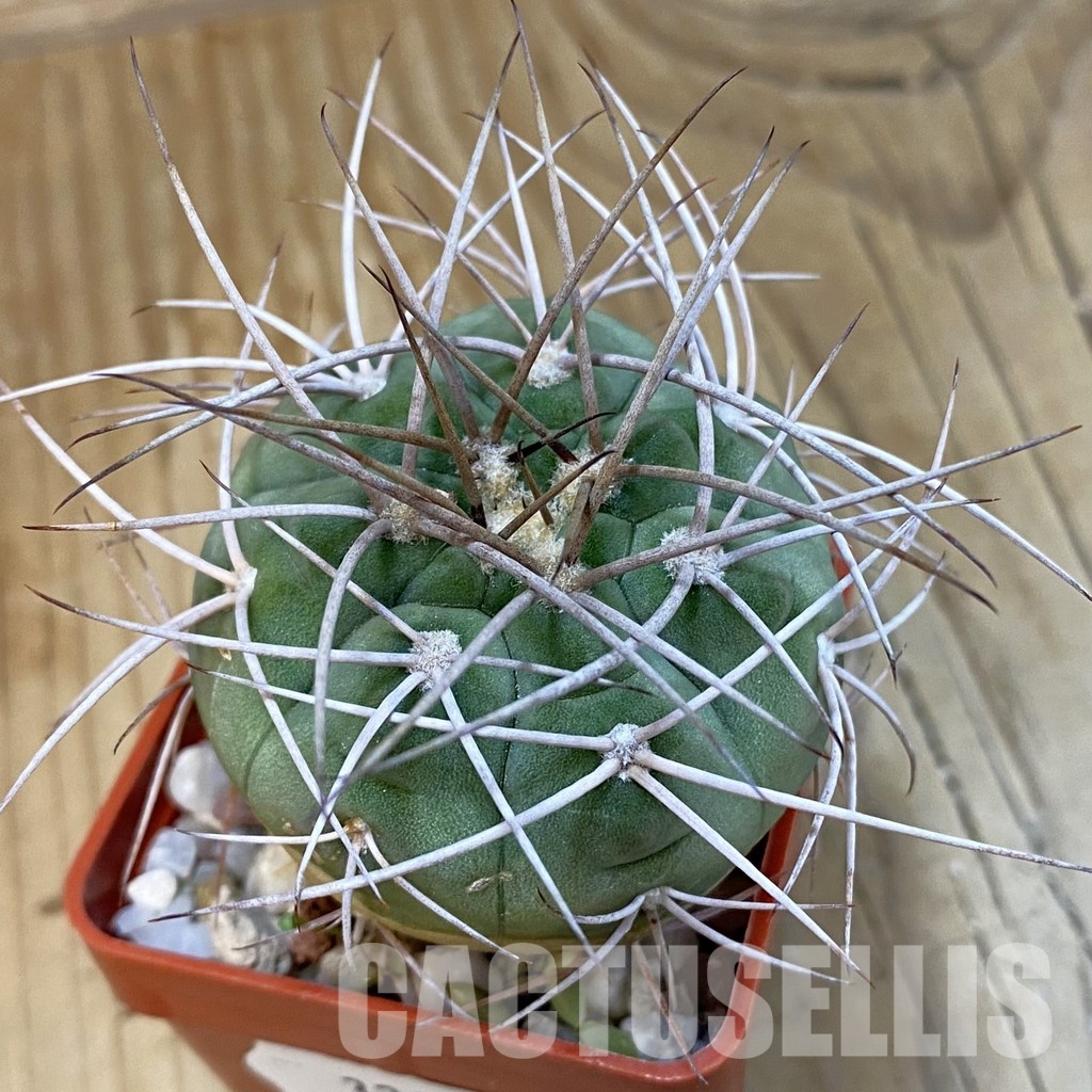 SH32865 Gymnocalycium cardenasianum