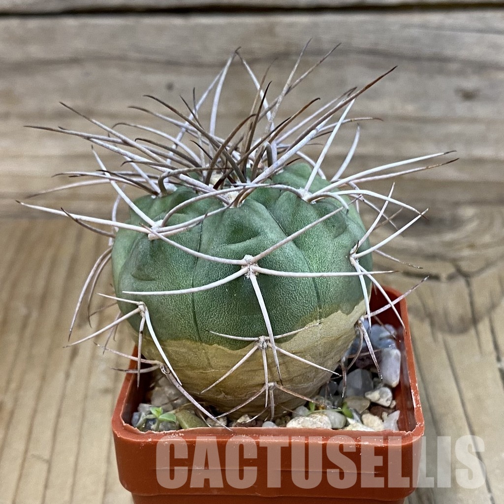 SH32865 Gymnocalycium cardenasianum - Image 2