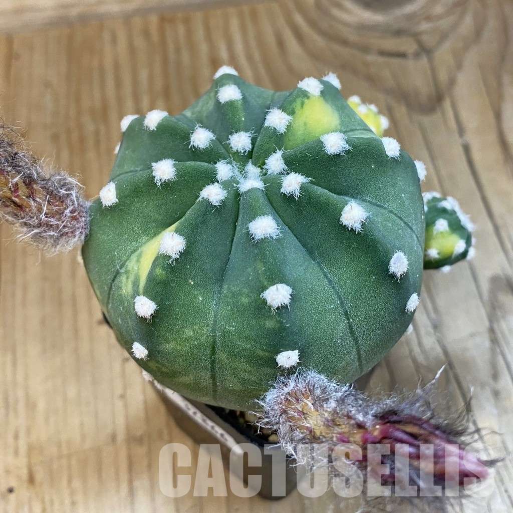 SH32866 Echinopsis subdenudata f. variegata - Image 2