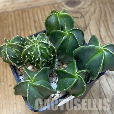 SH26530 Astrophytum myriostigma mix
