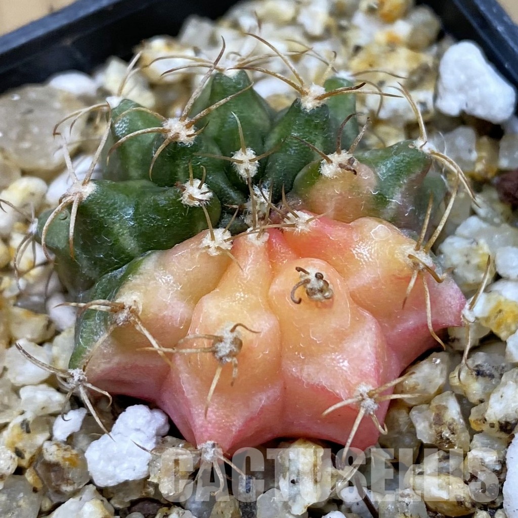 SH32902 Gymnocalycium mihanovichii f. variegata, seedling