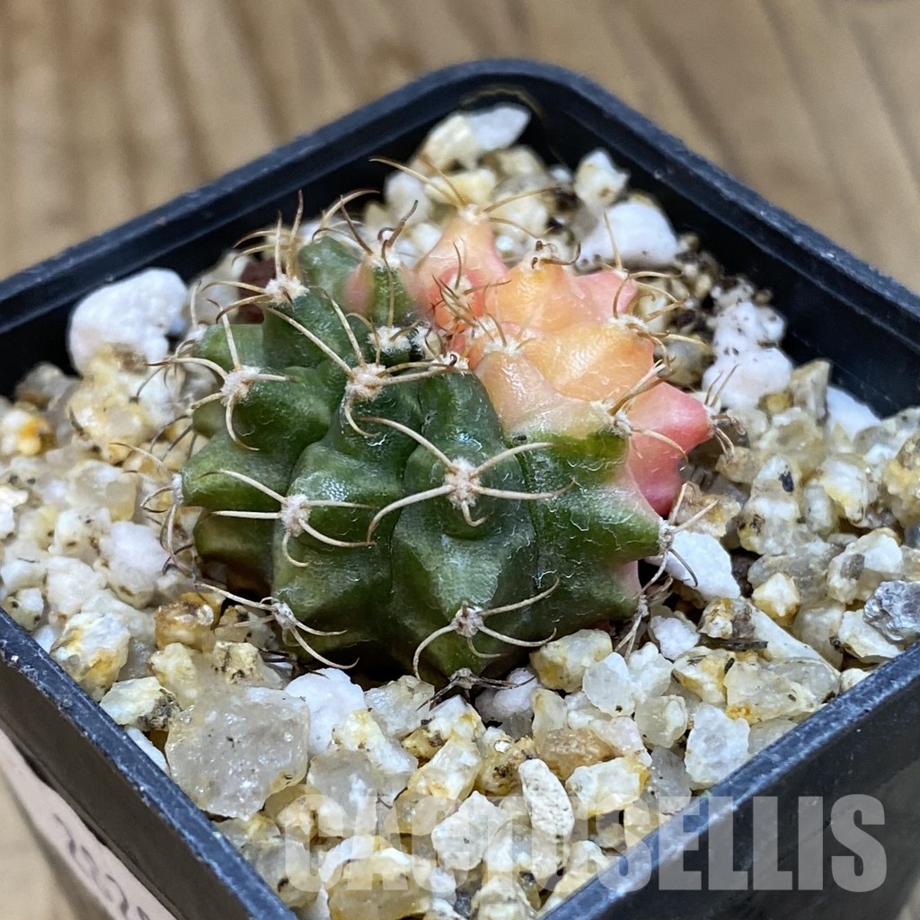 SH32902 Gymnocalycium mihanovichii f. variegata, seedling - Image 2