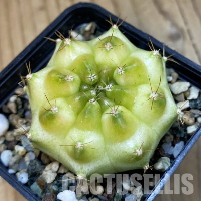 SH32904 Gymnocalycium mihanovichii ‘Neon Green’ hybrid