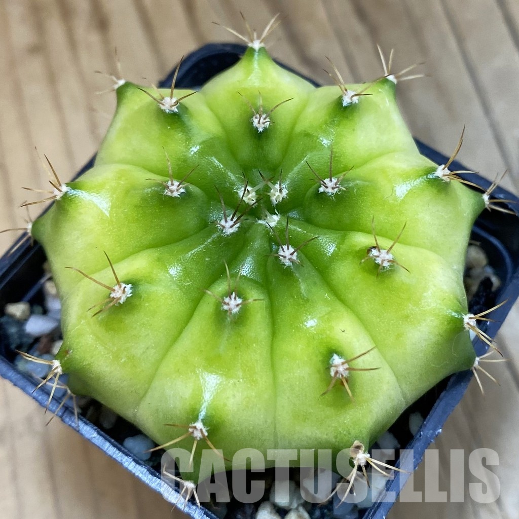 SH32905 Gymnocalycium mihanovichii ‘Neon Green’ hybrid