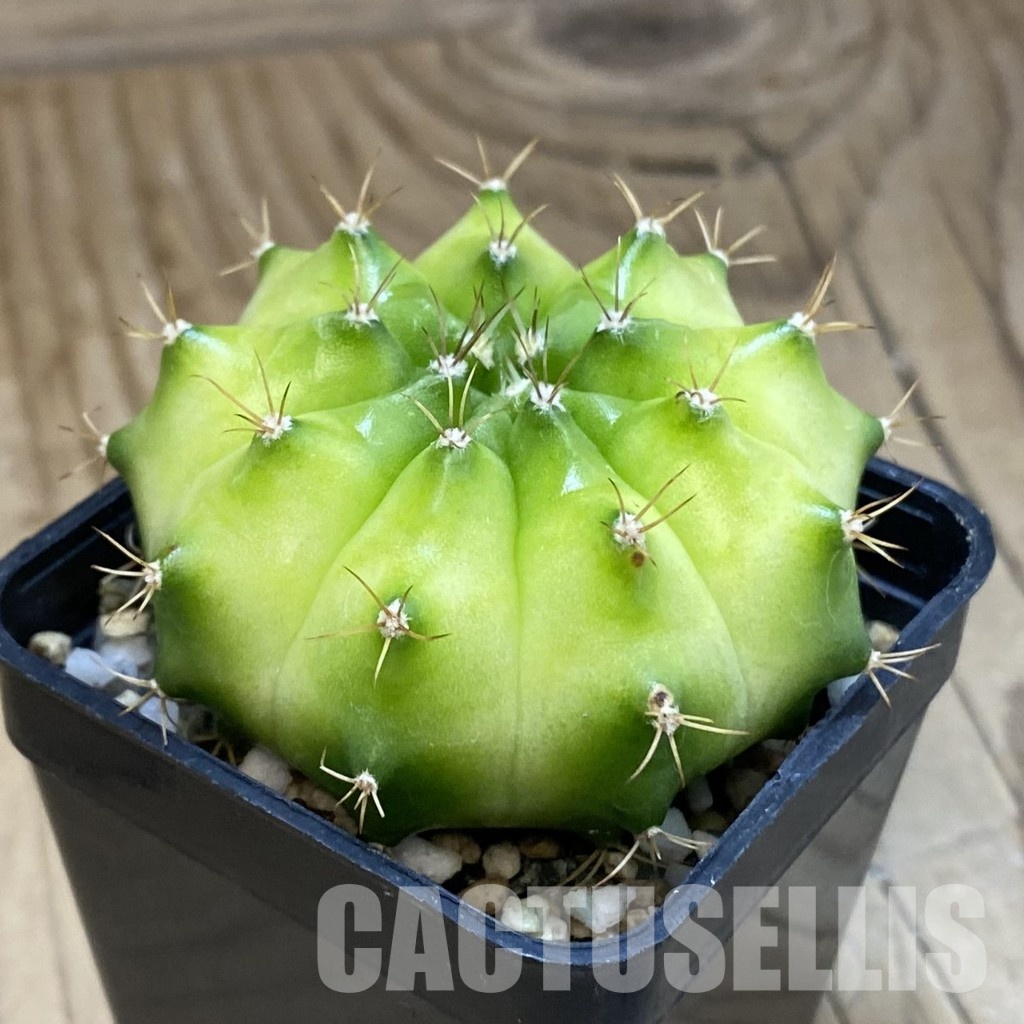 SH32905 Gymnocalycium mihanovichii ‘Neon Green’ hybrid - Image 2