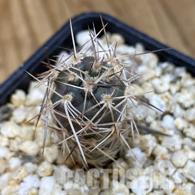 SH32906 Tephrocactus fiambalensis ,brawn spines, seedling