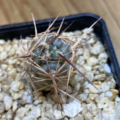 SH32907 Tephrocactus fiambalensis ,brawn spines, seedling