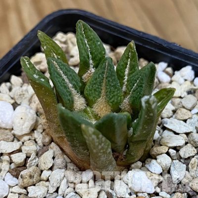 SH32908 Ariocarpus kotschoubeyanus v. elephantidens x Ariocarpus fissuratus ‘Godzilla’, own roots seedling