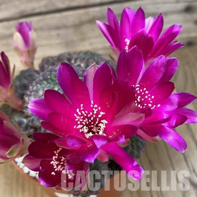 SH32886 Sulcorebutia rauschii
