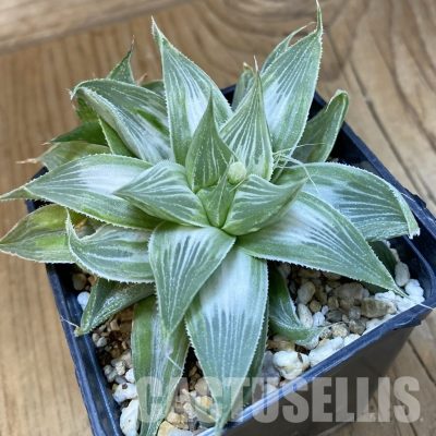 SH32910 Haworthia retusa 'Grey Ghost'