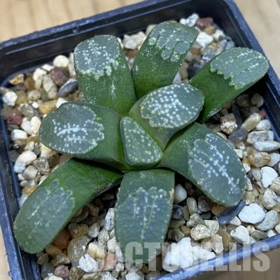 SH32911 Haworthia groenewaldii