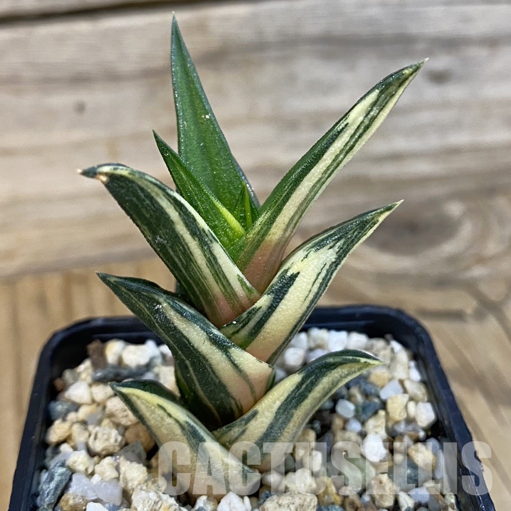 SH32912 Haworthia viscosa f. variegata