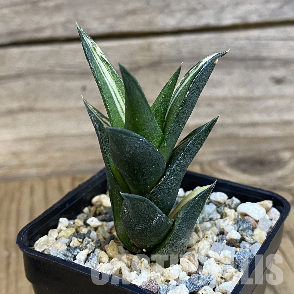 SH32912 Haworthia viscosa f. variegata - Image 2