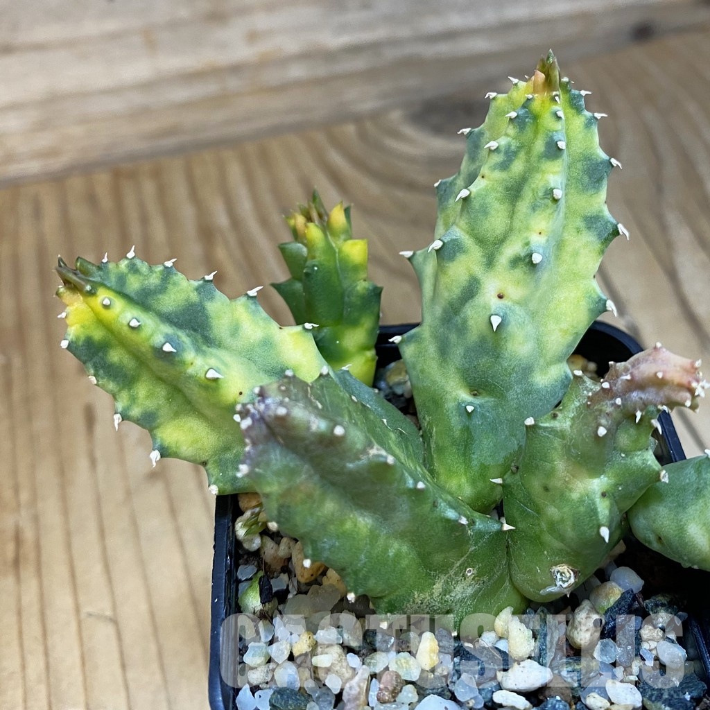 SH32913 Huernia zebrina f. variegata