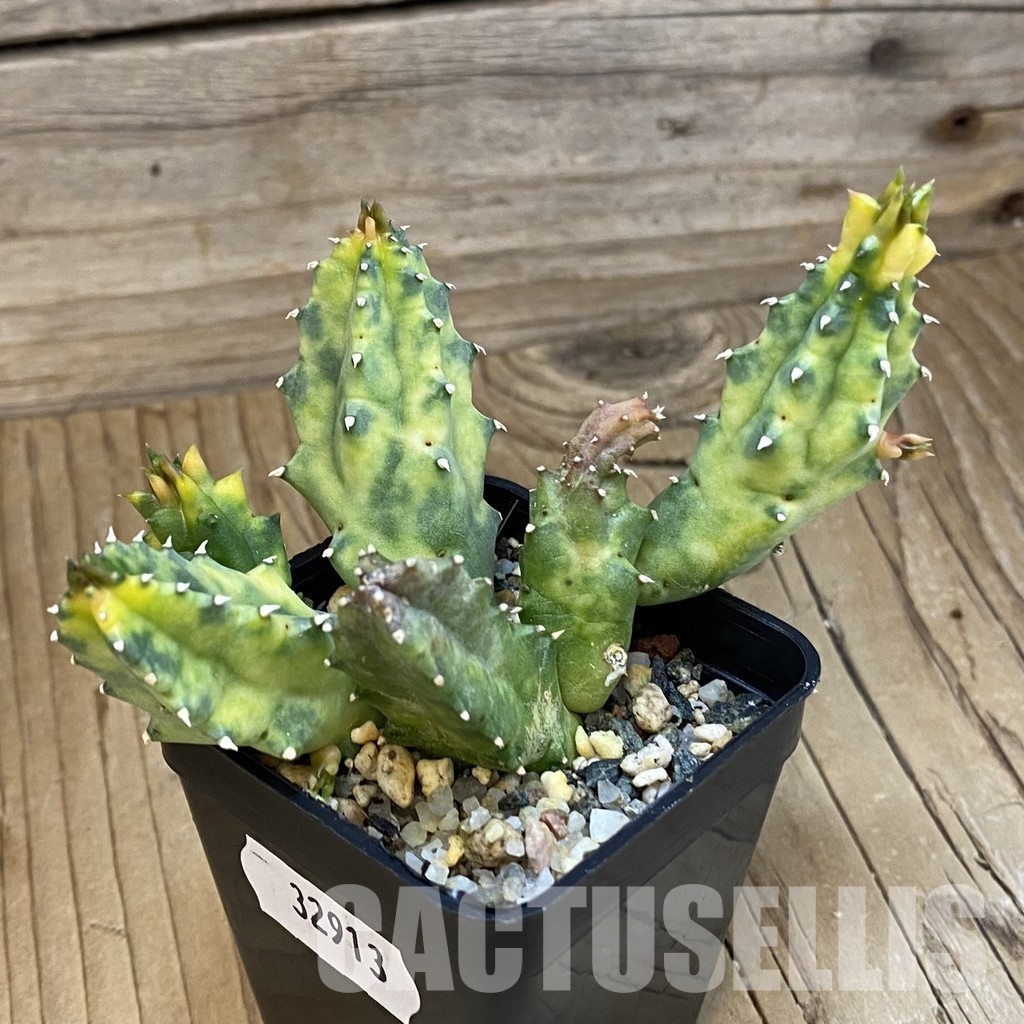 SH32913 Huernia zebrina f. variegata - Image 2