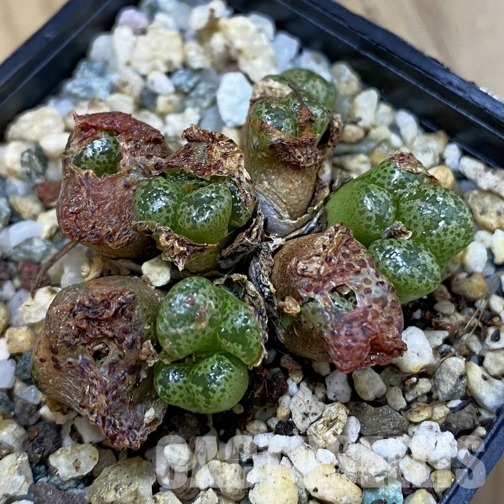 SH32915 Conophytum pellucidum